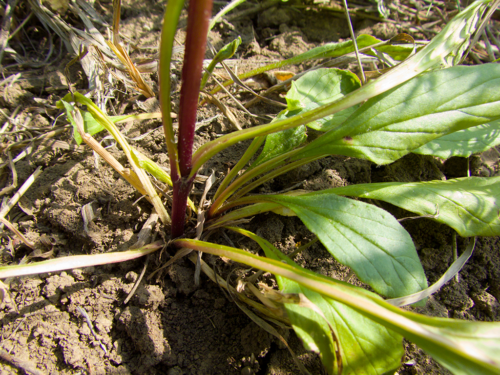 Ajuga genevensis L.